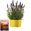 Afbeelding van Ms P12 Lavendel Spear blue